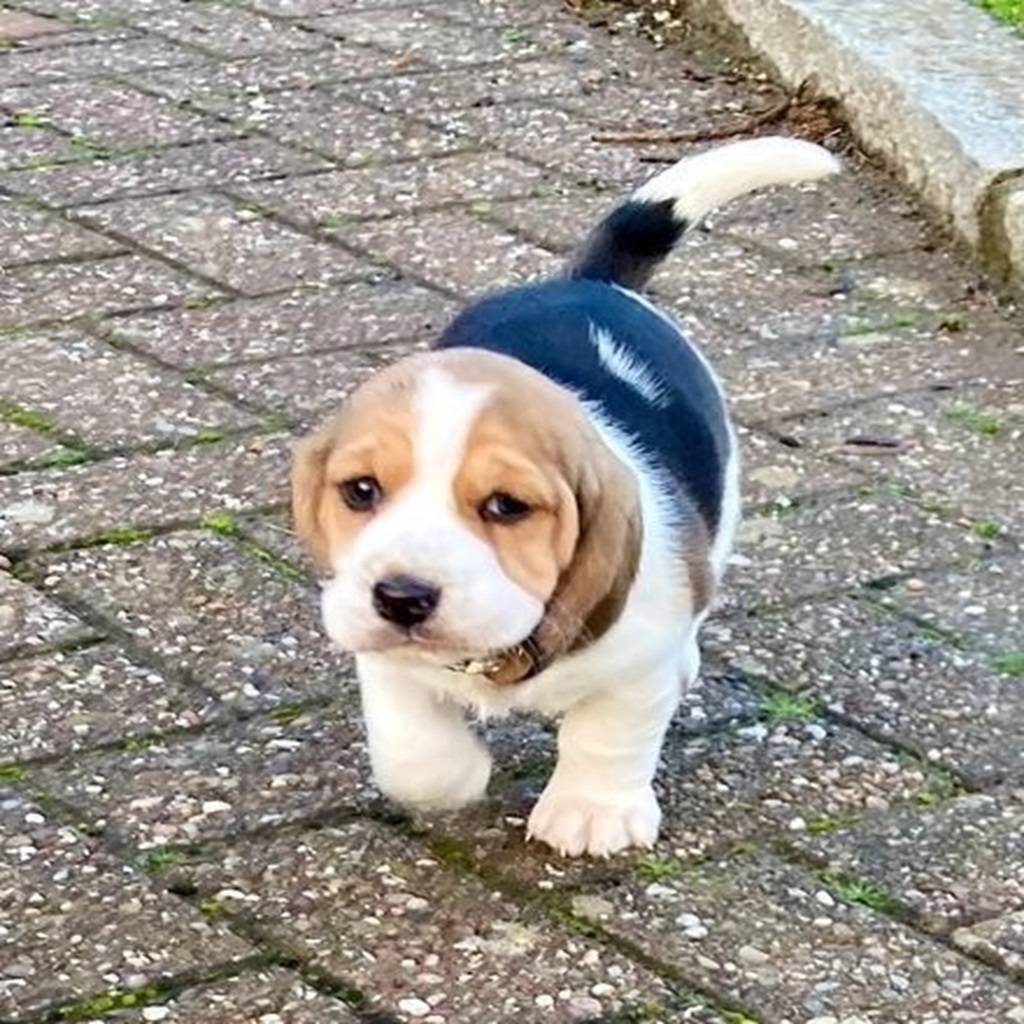 beagle-dogs-for-sale-beagle-x-ba (2)