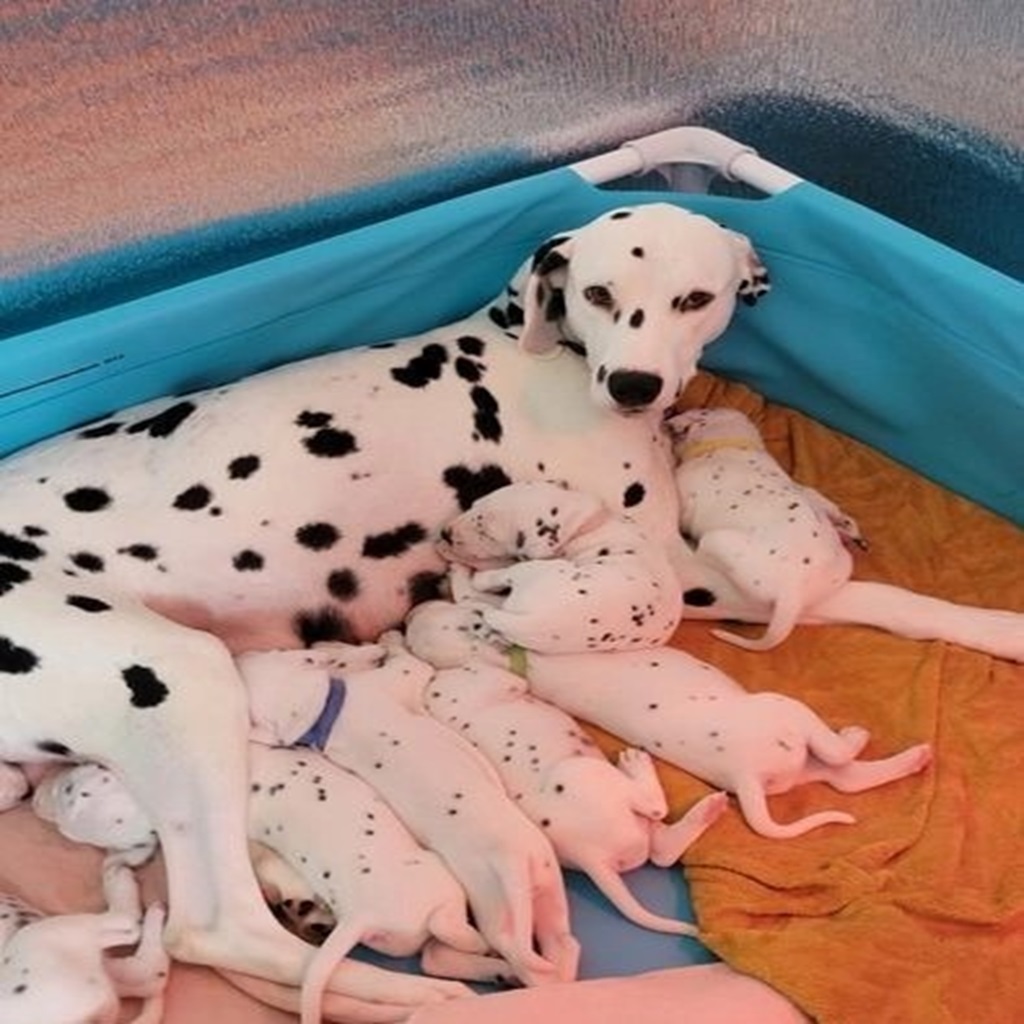 dalmatian-dogs-for-sale-kc-dalma (11)