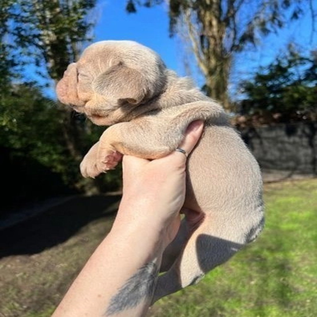 french-bulldog-dogs-for-sale-new (10)