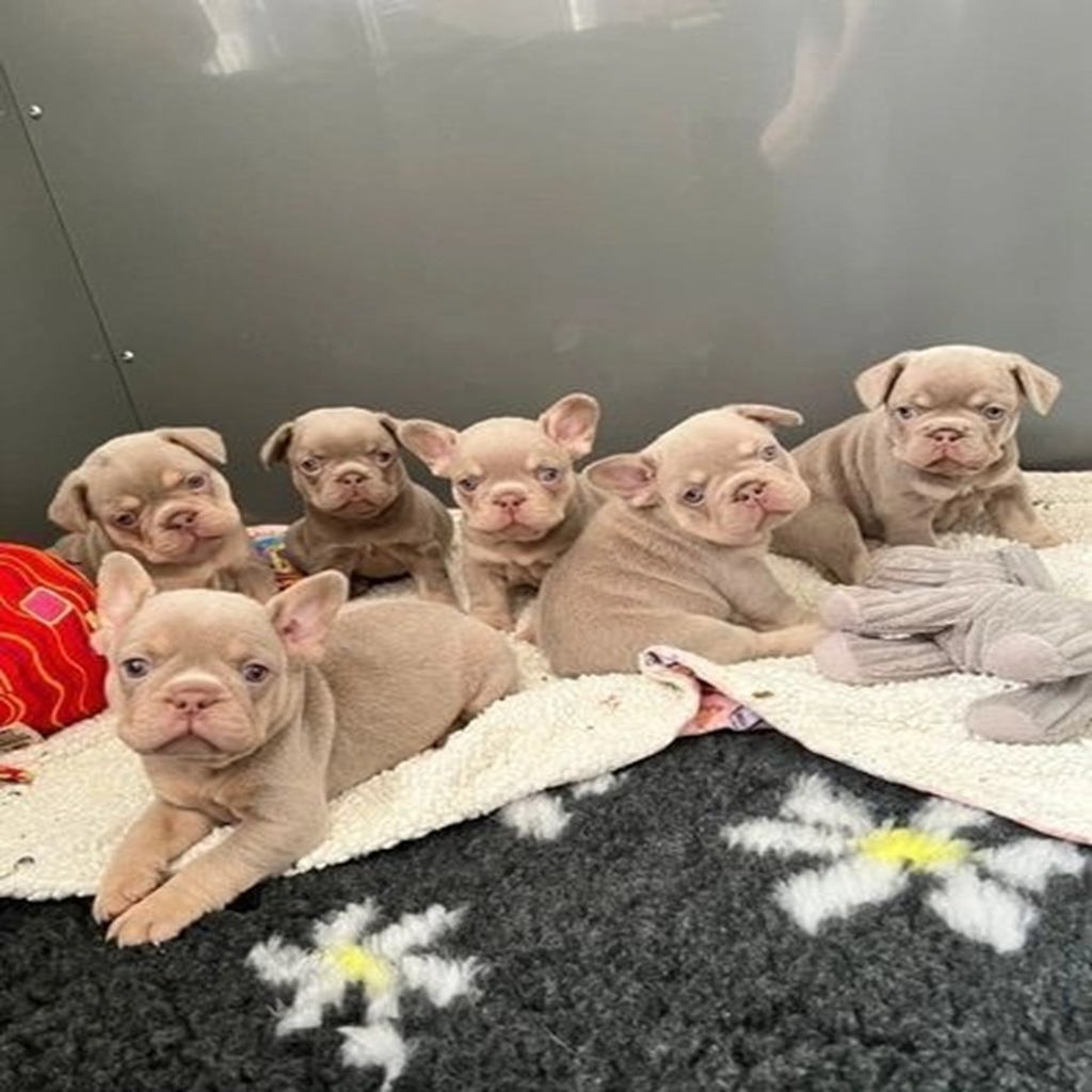 french-bulldog-dogs-for-sale-new (8)