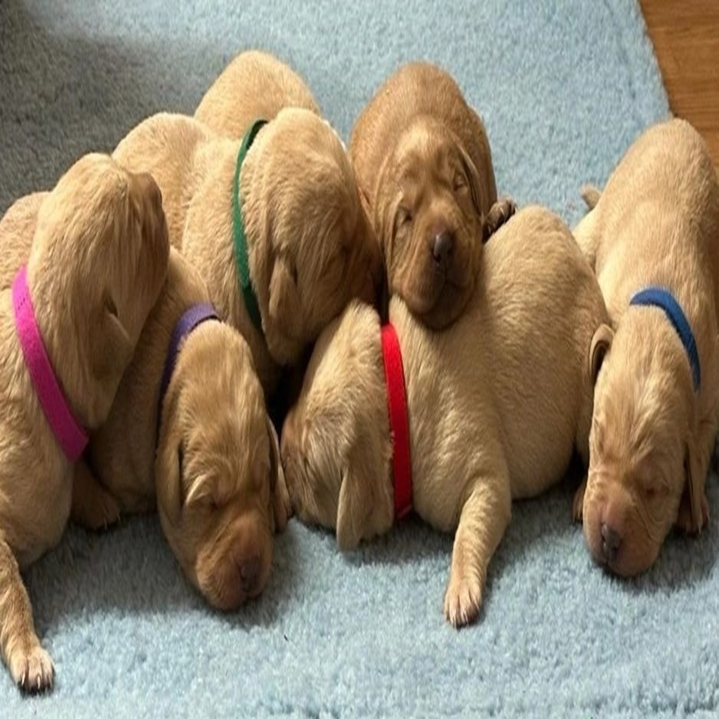 labrador-retriever-dogs-for-sale (3)