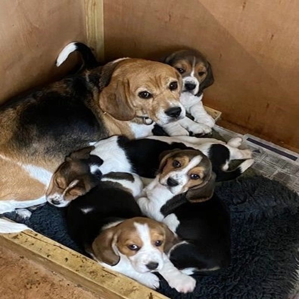 beagle-dogs-for-sale-beagle-x-ba